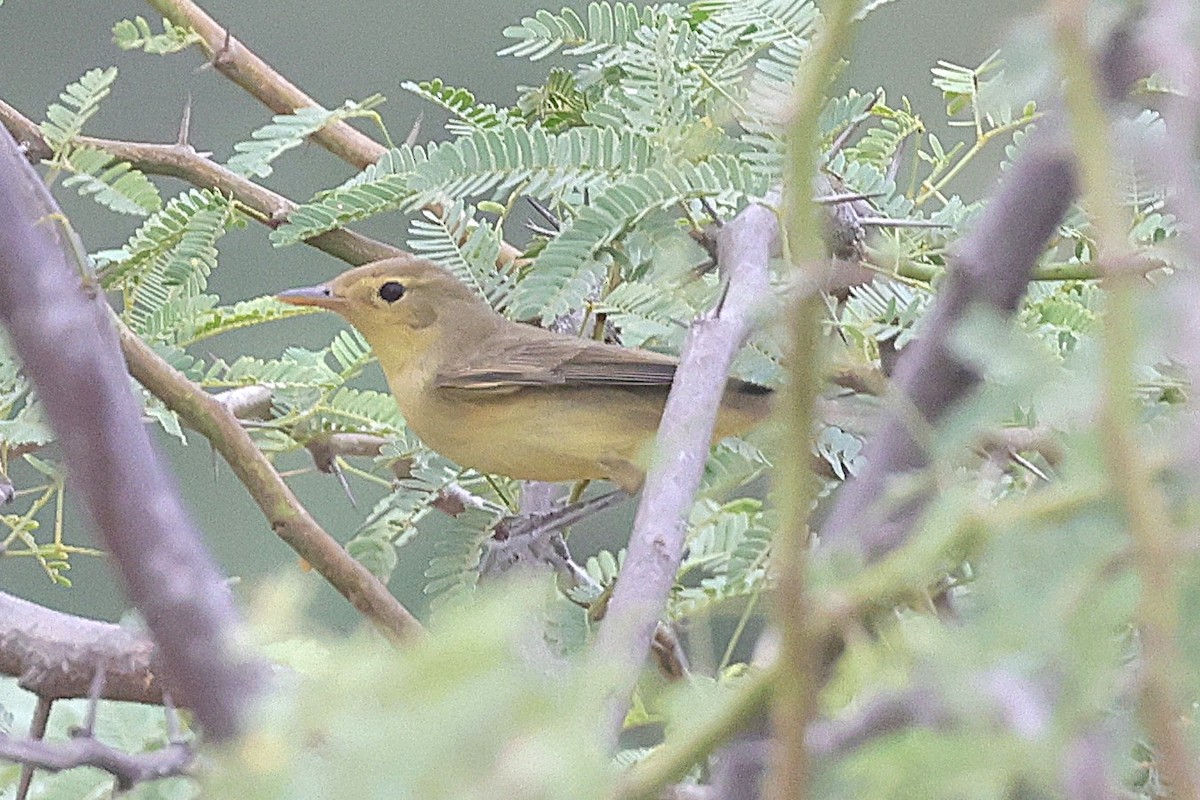 Orpheusspötter - ML646238624