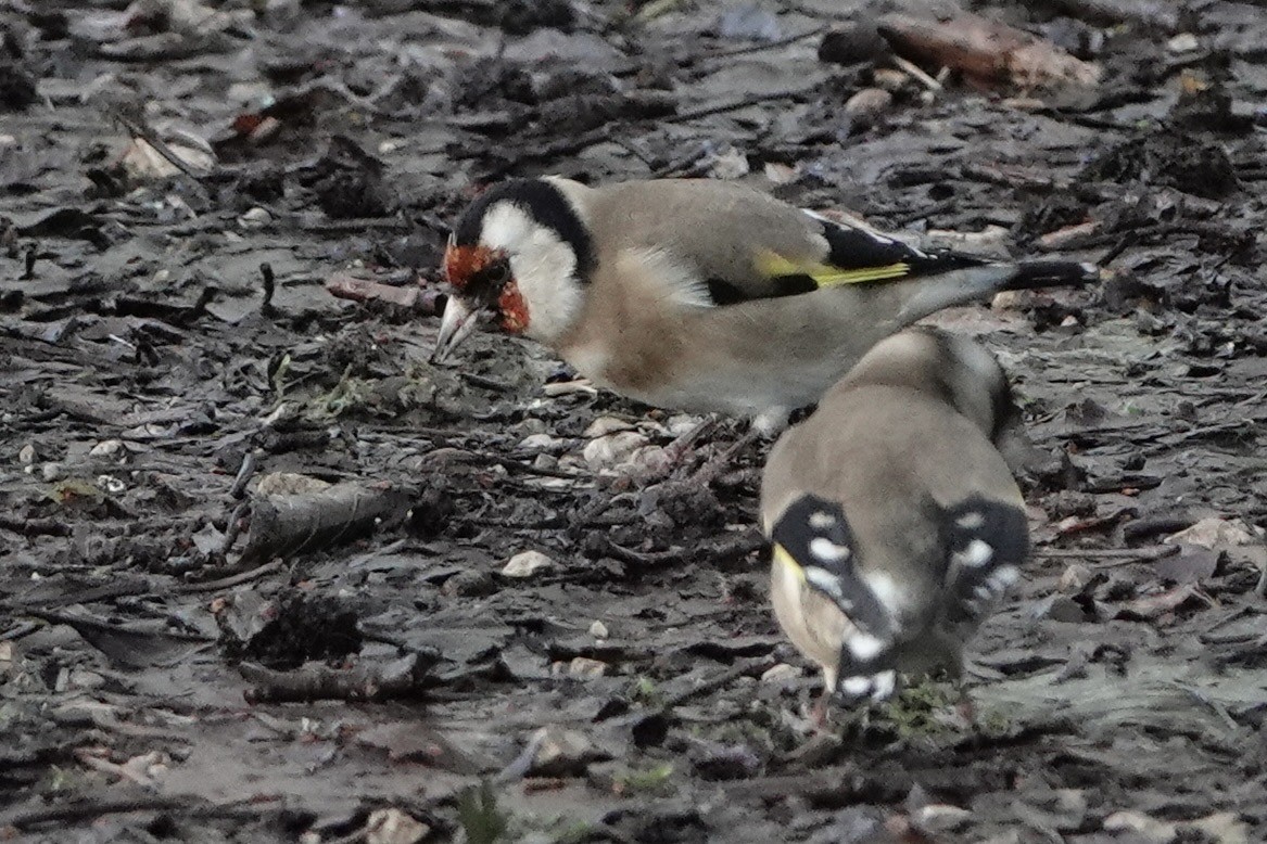 Stieglitz - ML646238625