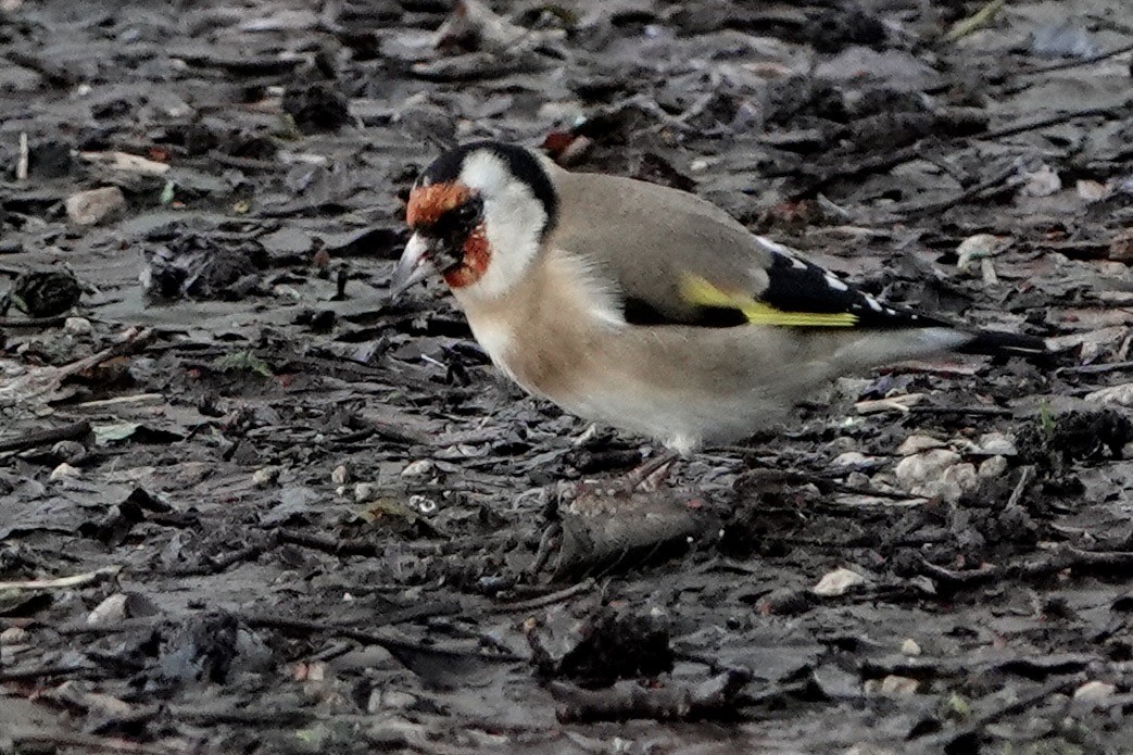 Stieglitz - ML646238626