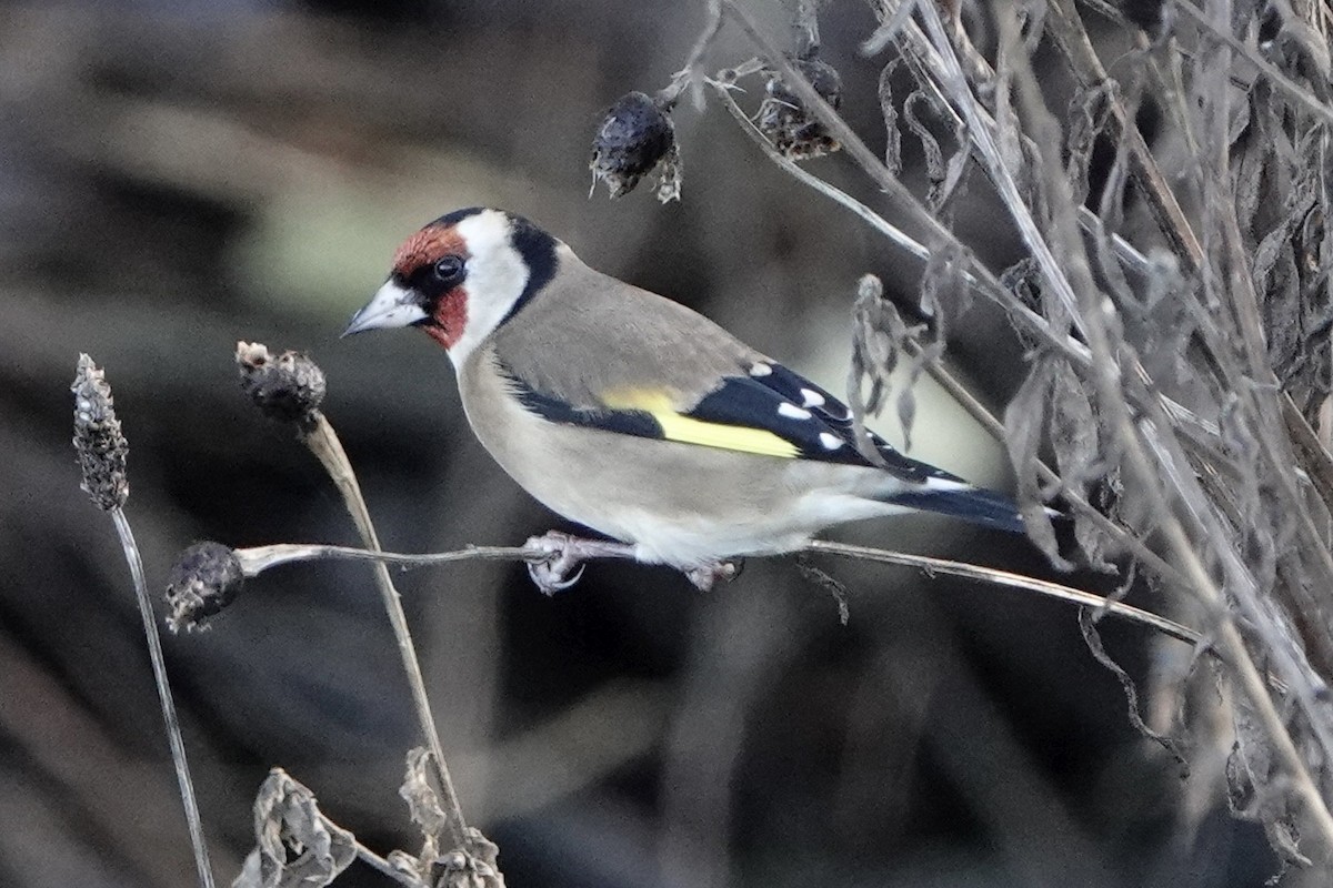 Stieglitz - ML646238628