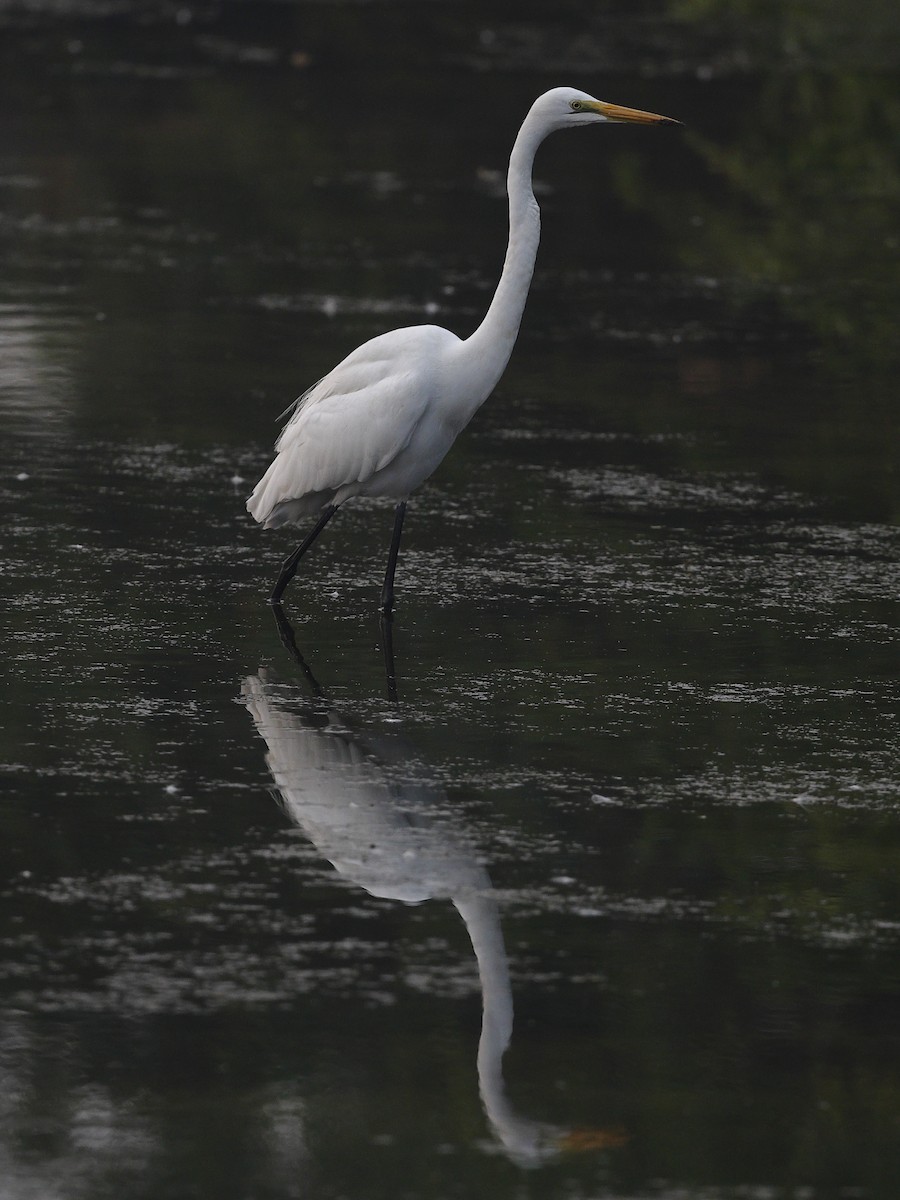 Asienmittelreiher - ML646238629