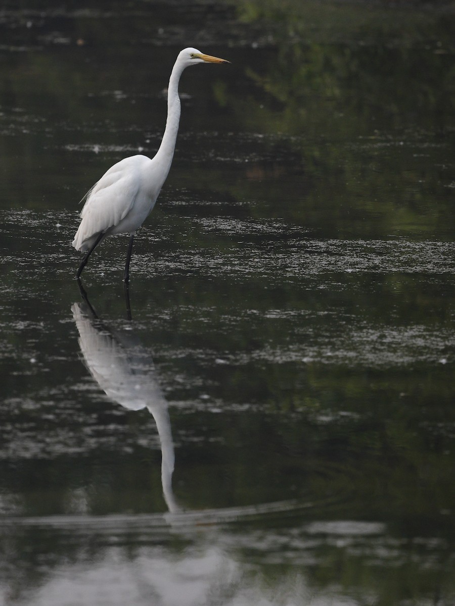 Asienmittelreiher - ML646238630