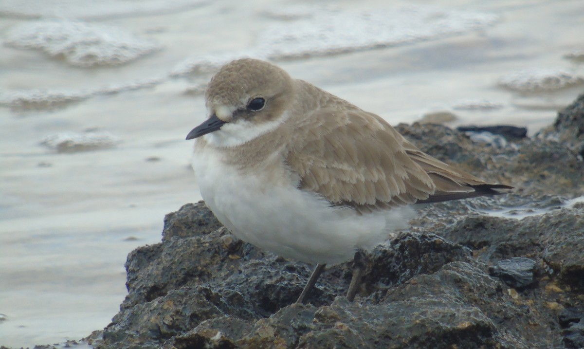 Wüstenregenpfeifer - ML646238633