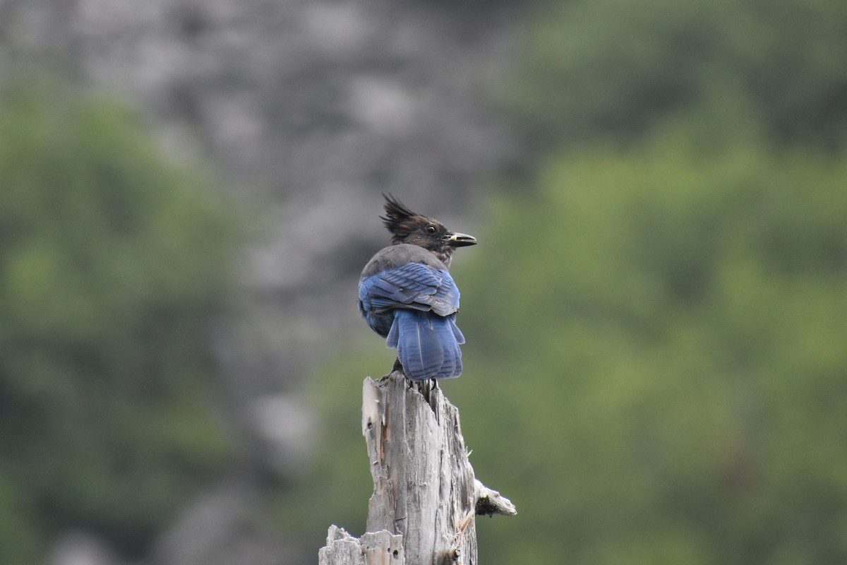 Diademhäher - ML646238634