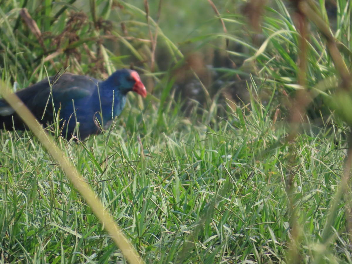 Graukopf-Purpurhuhn - ML646238636