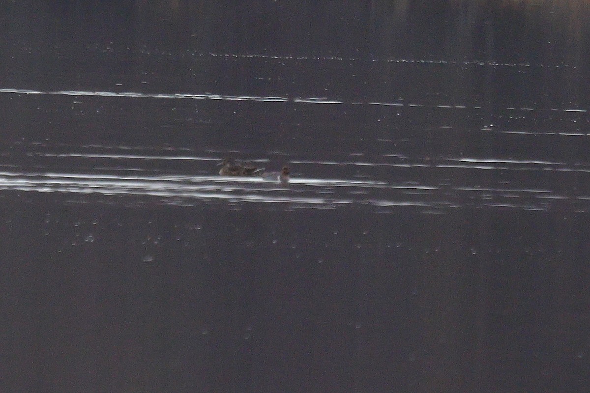 Green-winged Teal (American) - ML646238637