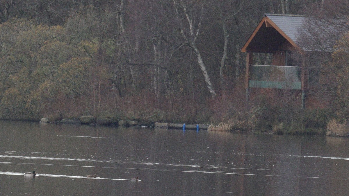 Green-winged Teal (American) - ML646238638