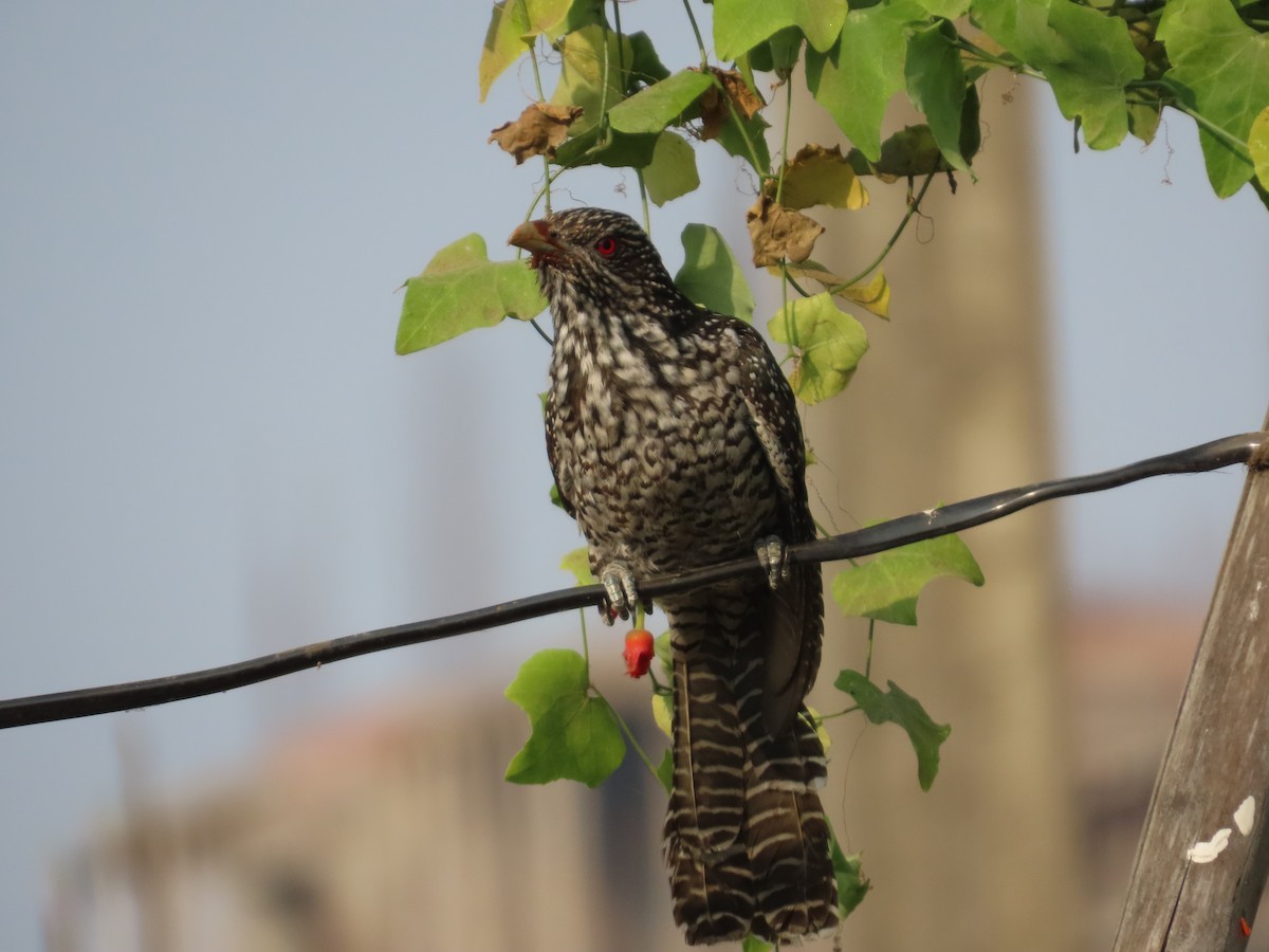 Asienkoel - ML646238640