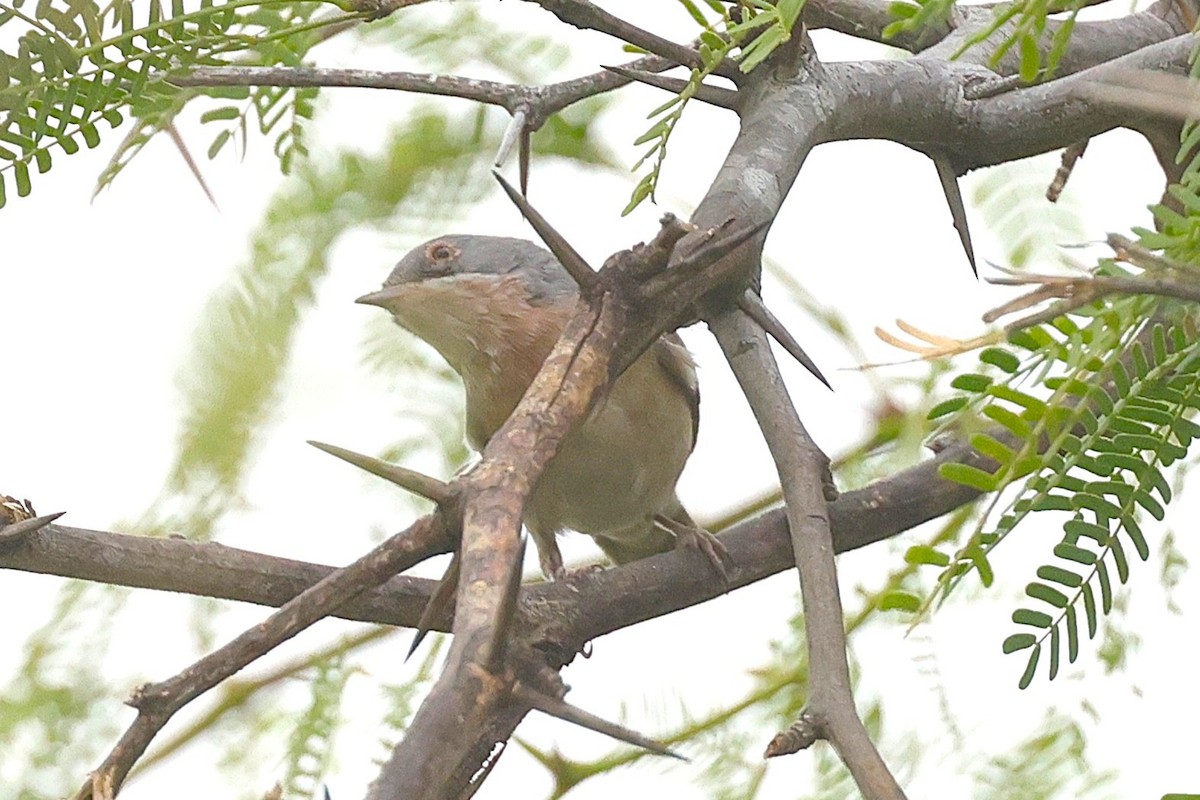 Iberien-Bartgrasmücke - ML646238642