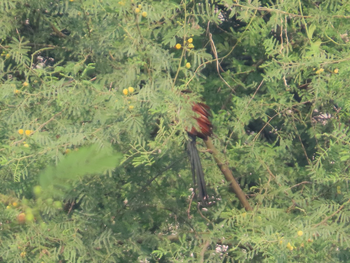 Heckenkuckuck - ML646238643