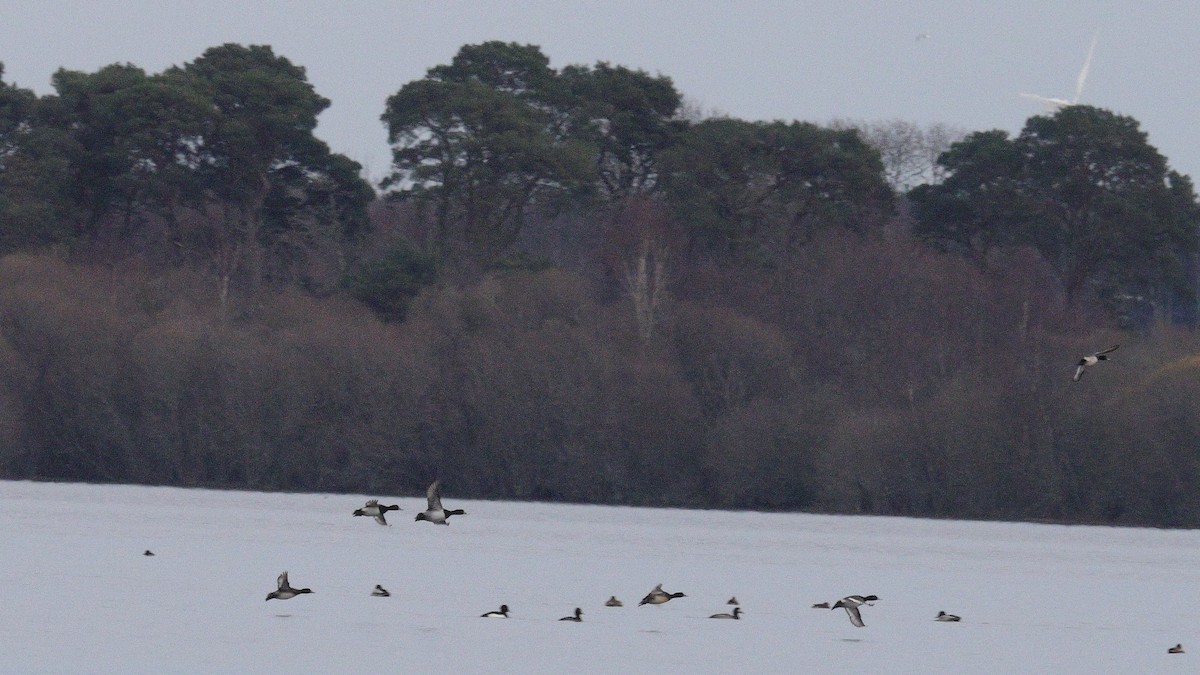 Ring-necked Duck - ML646238644