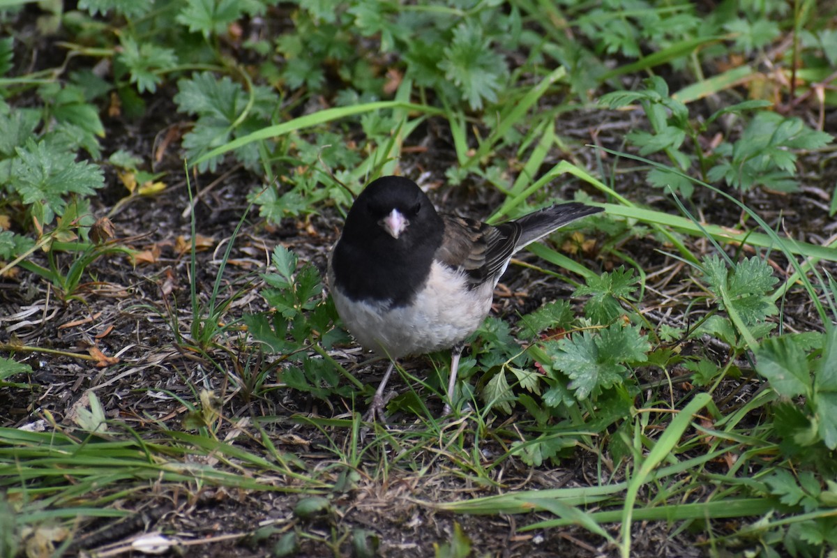 Winterammer - ML646238645