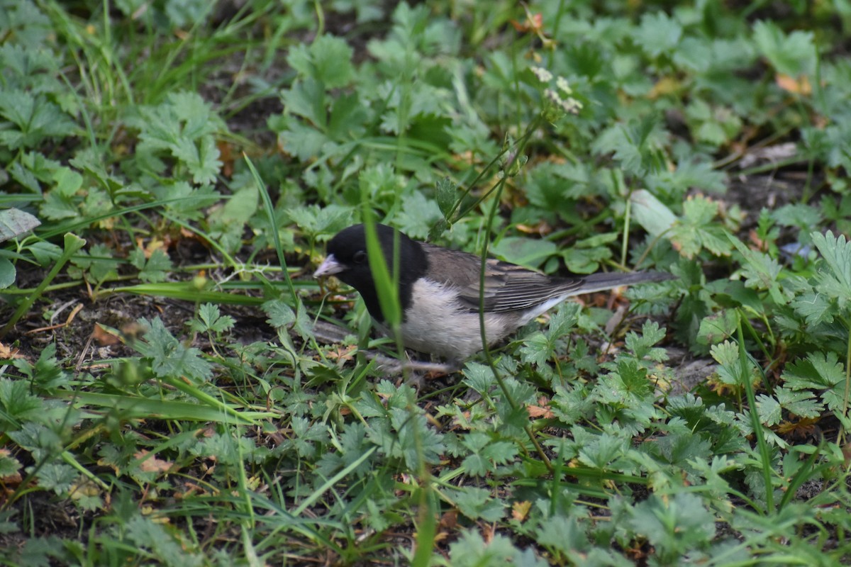 Winterammer - ML646238646