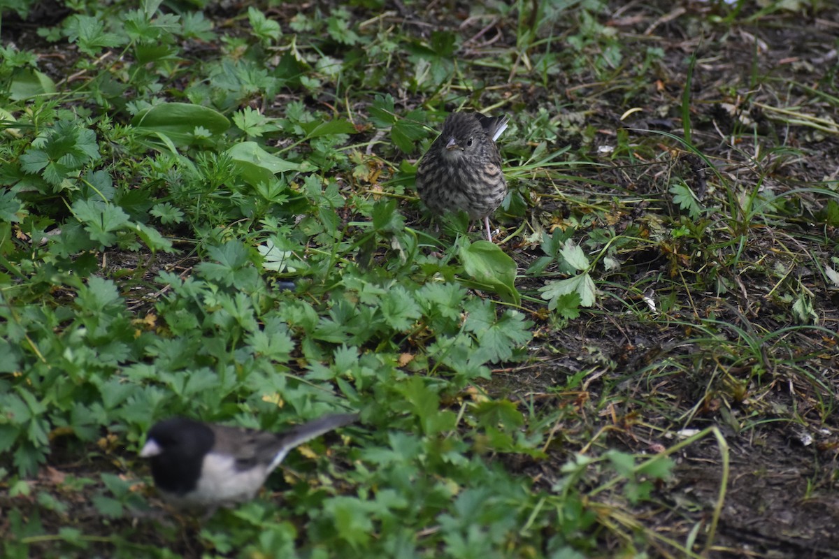 Winterammer - ML646238647