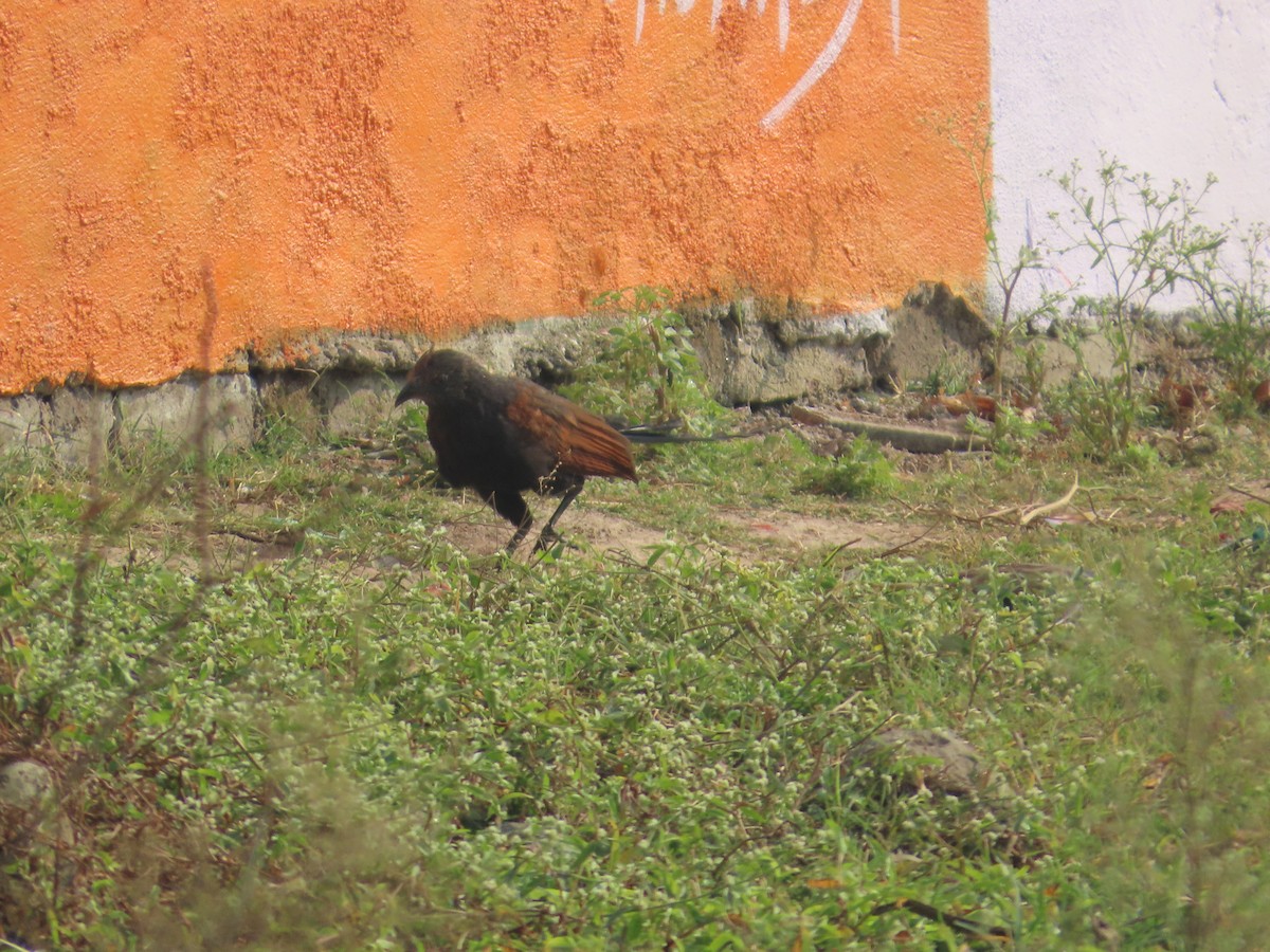 Heckenkuckuck - ML646238648