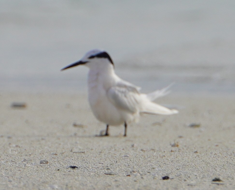 Schwarznacken-Seeschwalbe - ML646238649