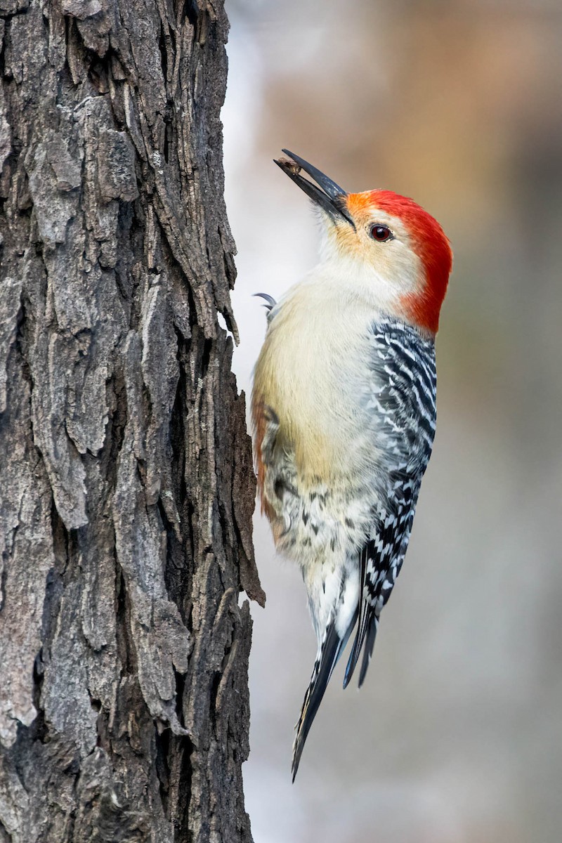 Carolinaspecht - ML646238650