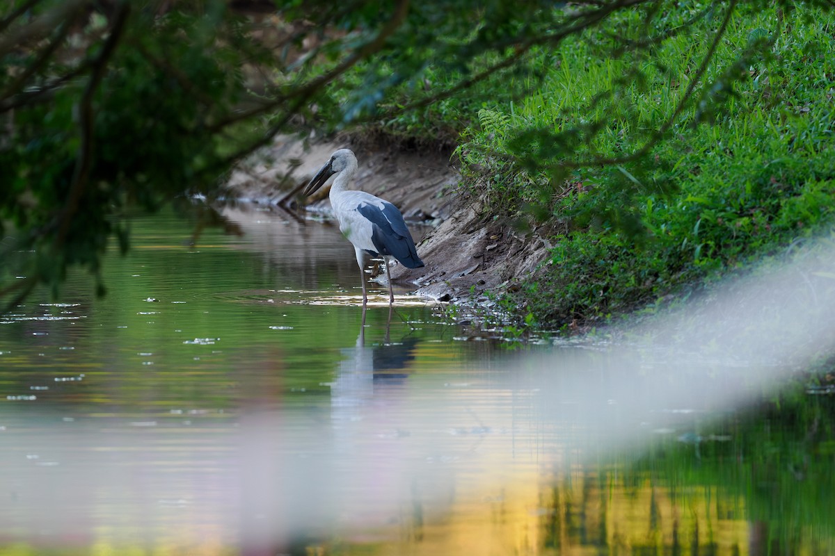 Silberklaffschnabel - ML646238651