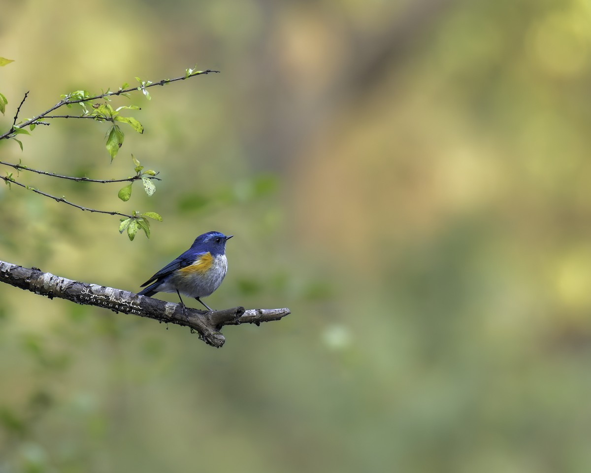 Himalayan Bluetail - ML646238654