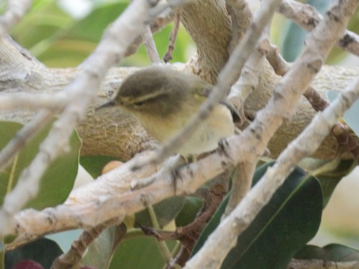 Canary Islands Chiffchaff - ML646238664