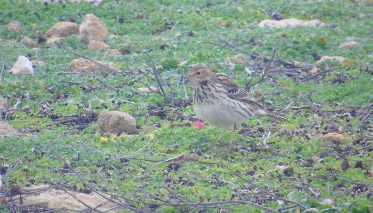 Bisbita Gorjirrojo - ML646238668