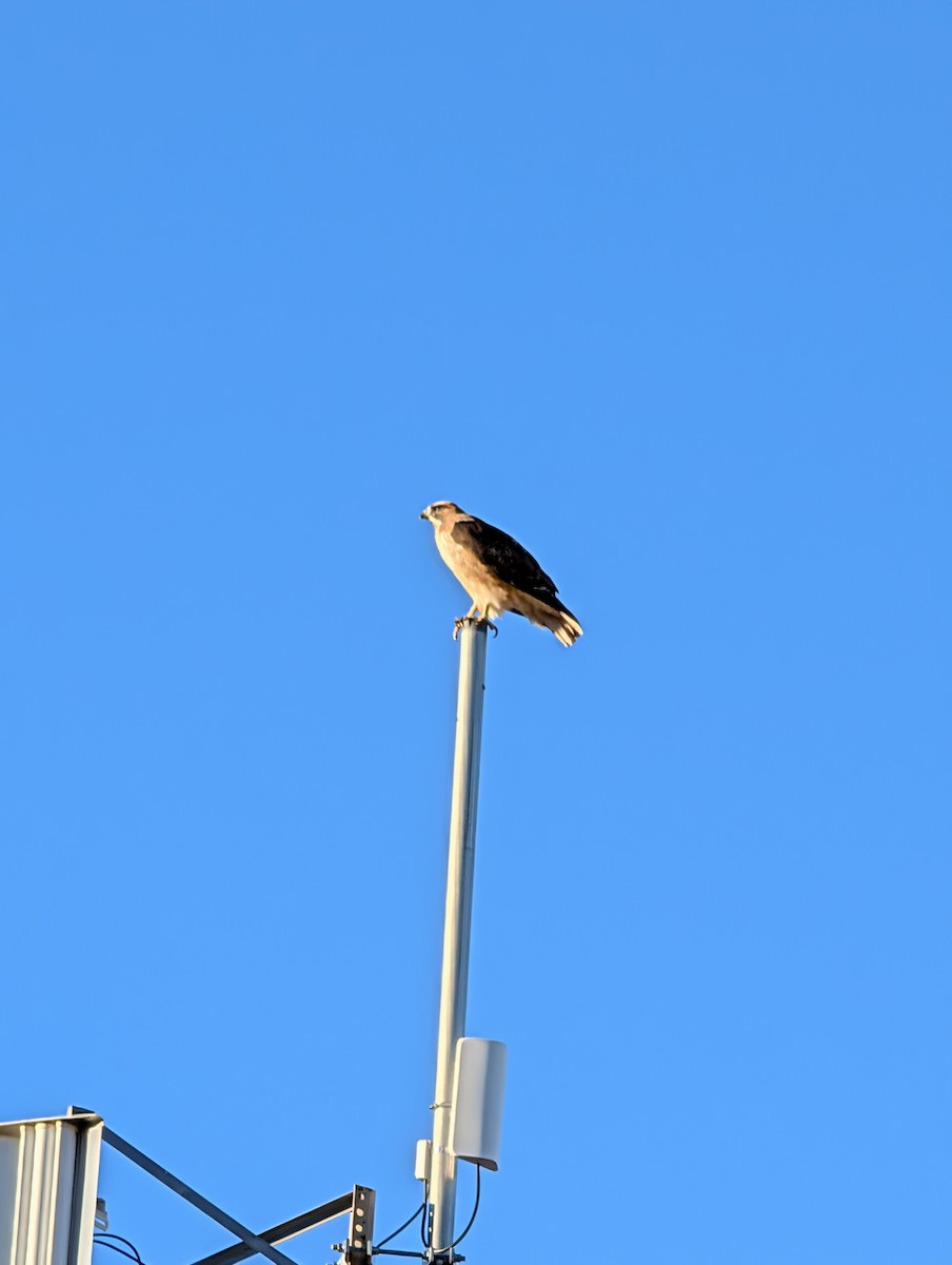 アカオノスリ - ML646238669