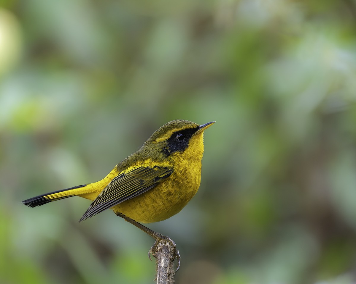 Golden Bush-Robin - ML646238670