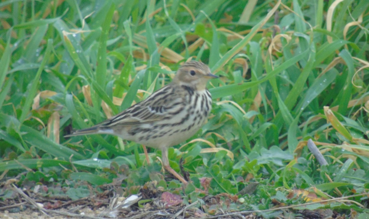 Bisbita Gorjirrojo - ML646238671