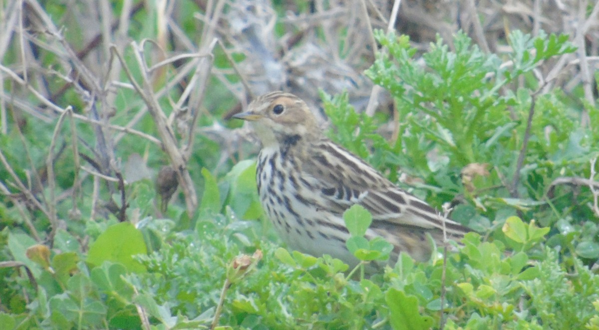 Bisbita Gorjirrojo - ML646238672