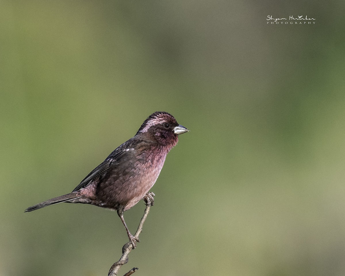 Camachuelo Alimoteado - ML646238673