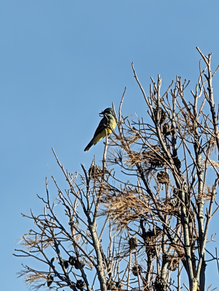 Tirano Gritón - ML646238675