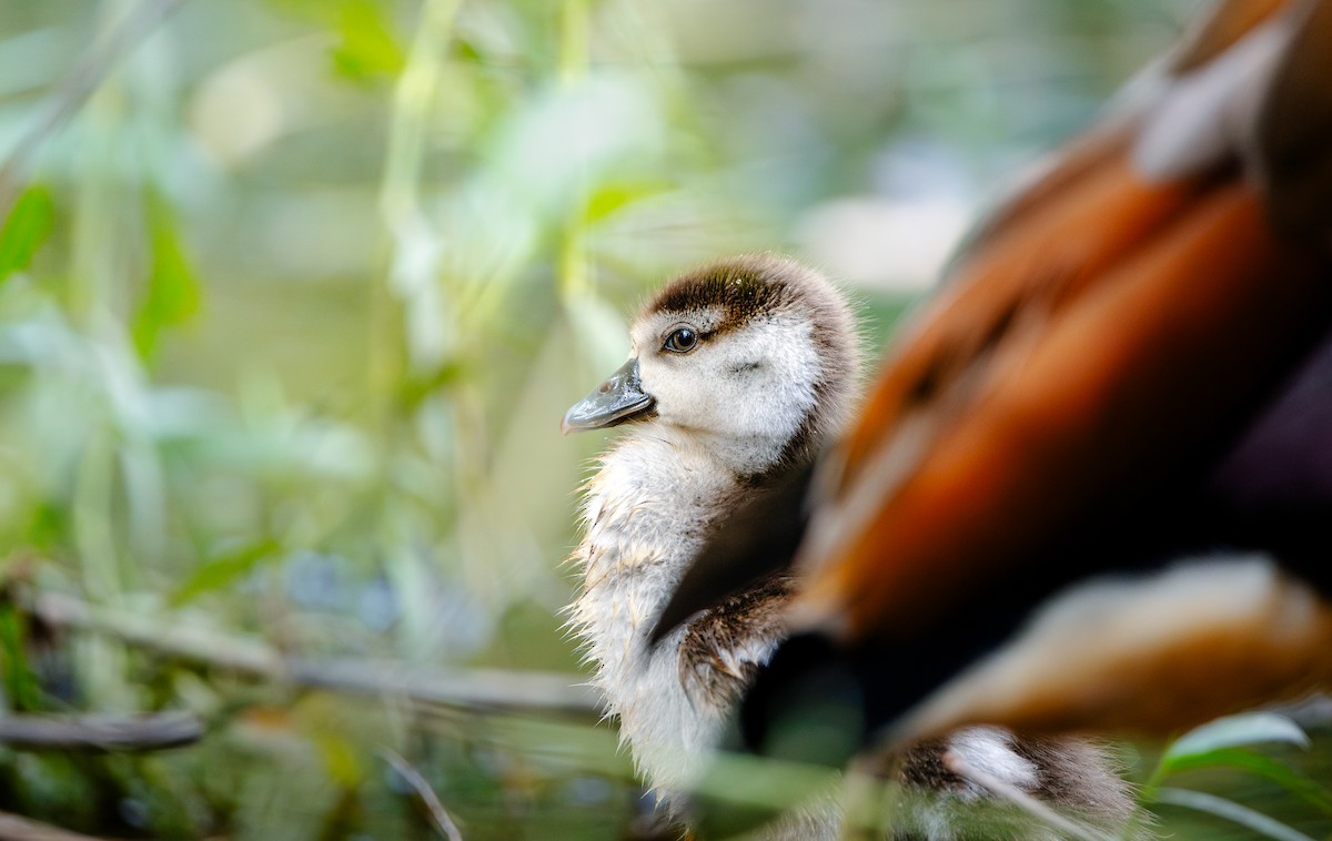 Ganso del Nilo - ML646238676