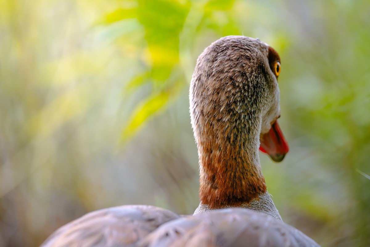 Ganso del Nilo - ML646238677