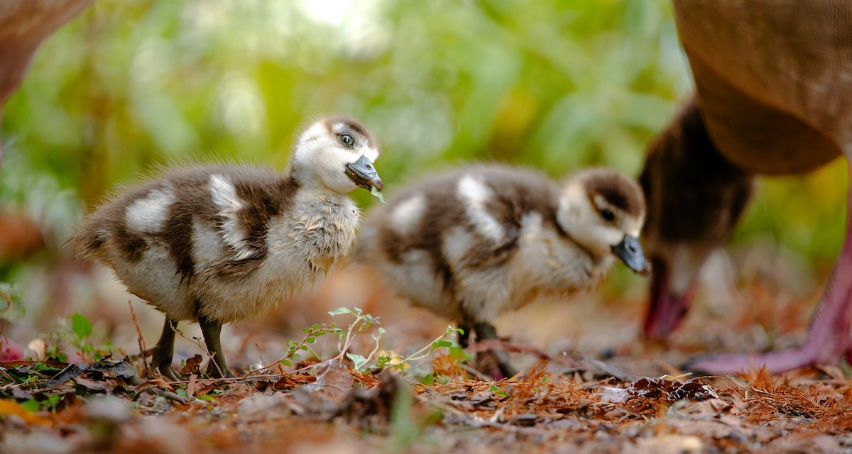 Ganso del Nilo - ML646238678