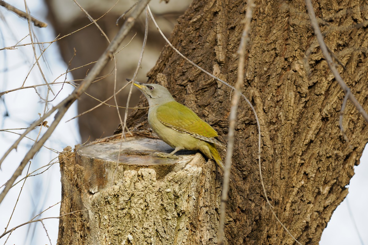 Pito Cano - ML646238680