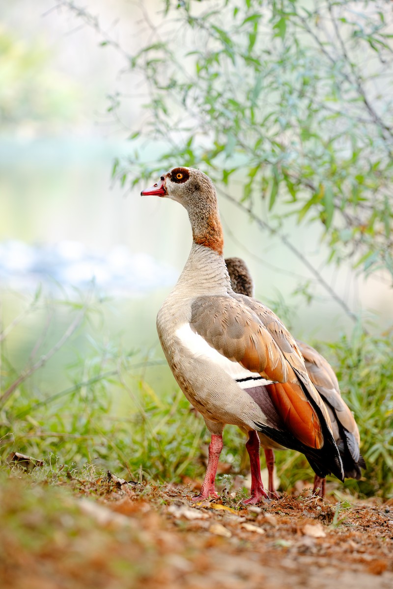 Ganso del Nilo - ML646238681