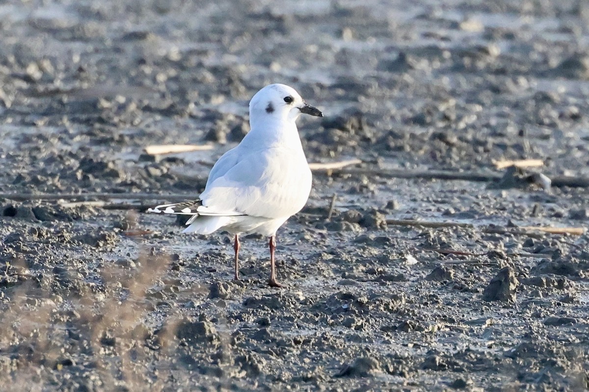 Gaviota de Saunders - ML646238682