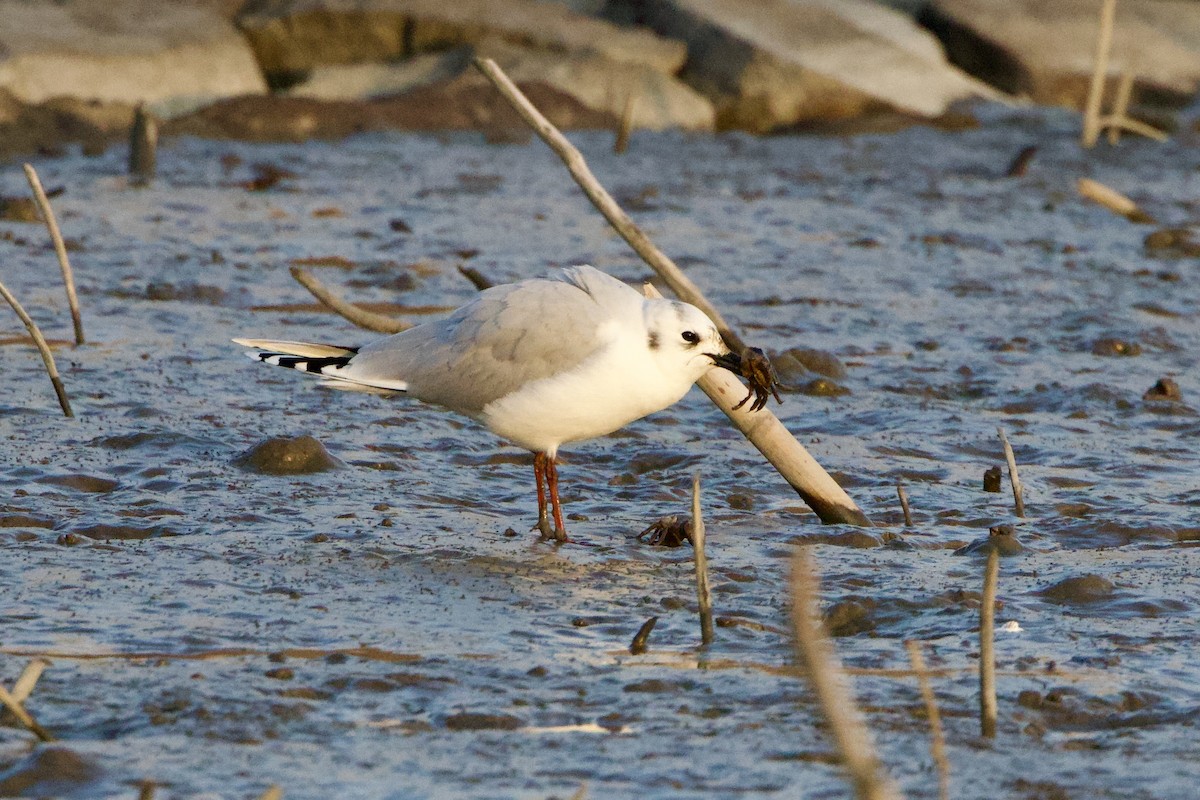 Gaviota de Saunders - ML646238683