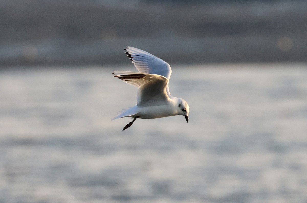Gaviota de Saunders - ML646238684