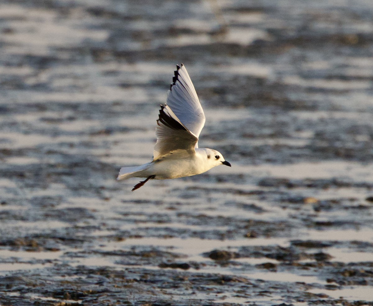 Gaviota de Saunders - ML646238685