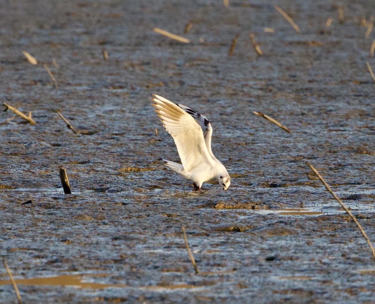 Gaviota de Saunders - ML646238686