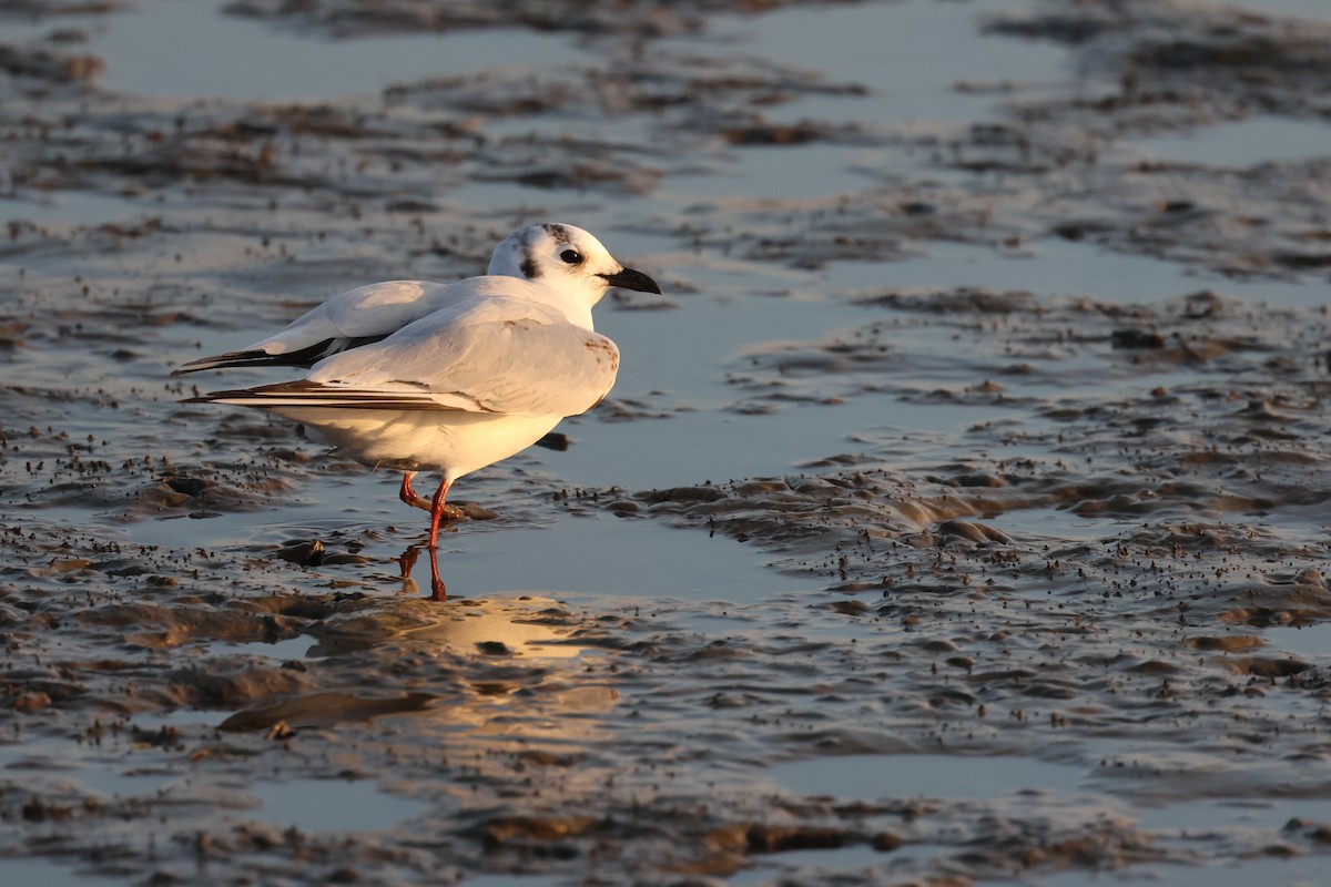 Gaviota de Saunders - ML646238687