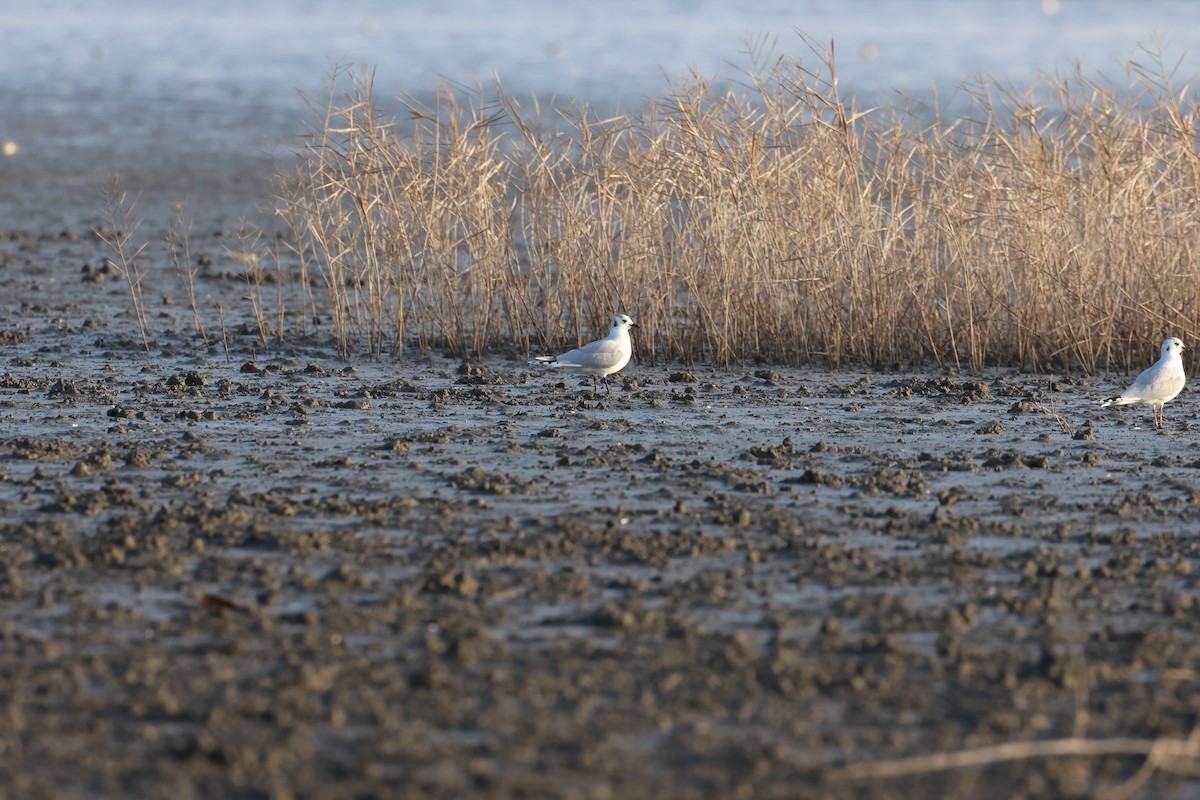 Gaviota de Saunders - ML646238688