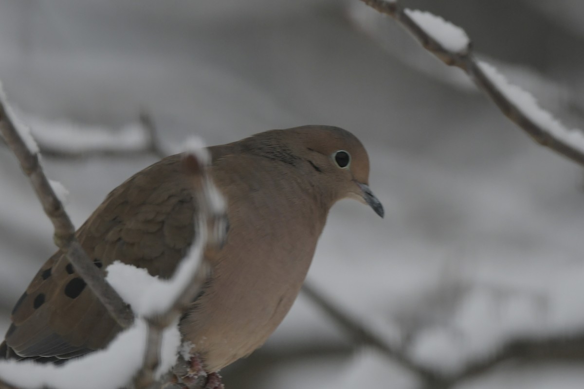 Zenaida Huilota - ML646238689