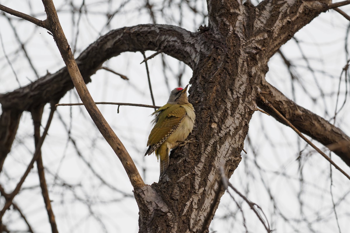 Pito Cano - ML646238690