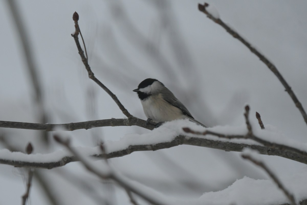 Carbonero de Carolina - ML646238691