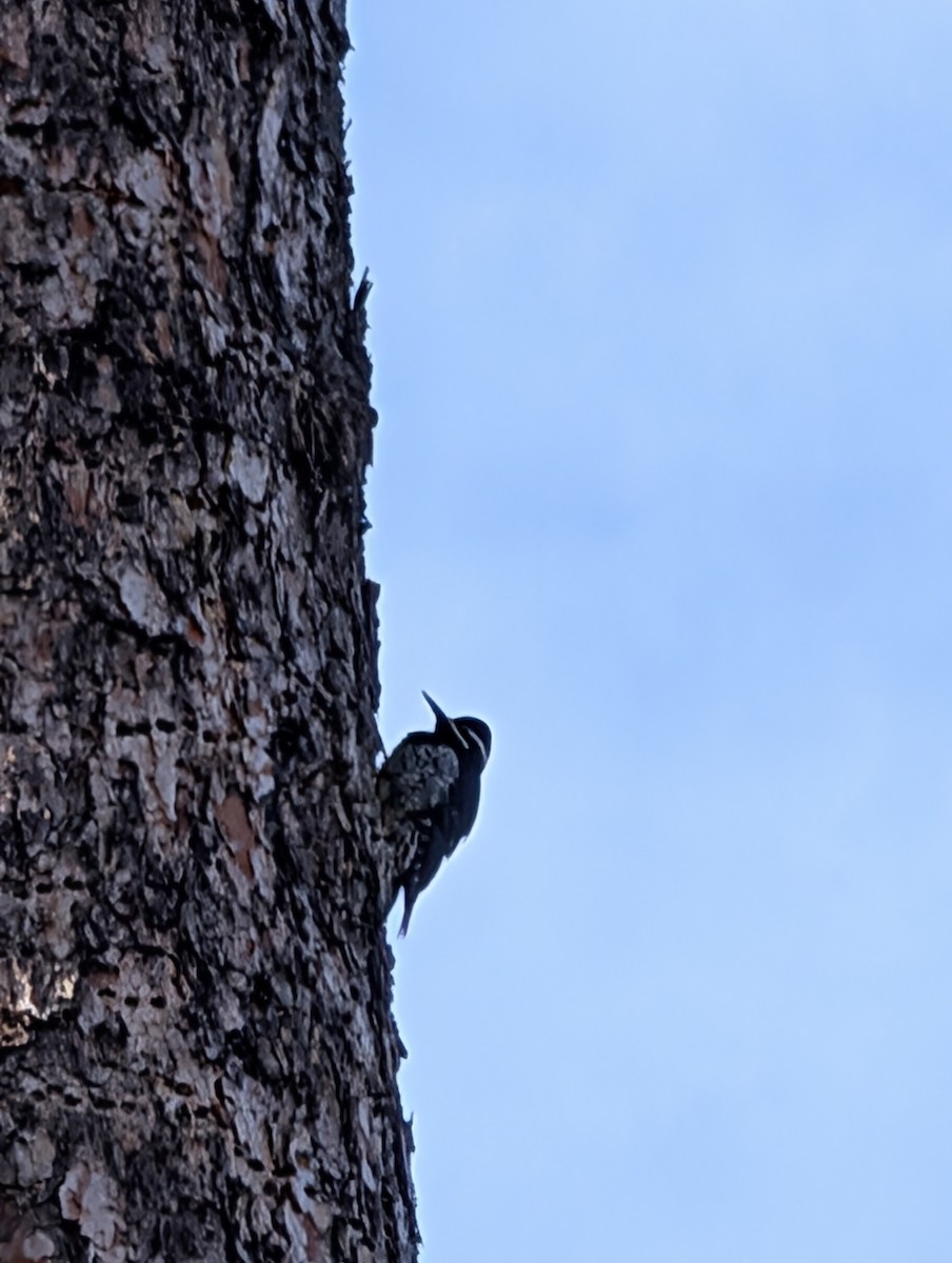 Chupasavia Oscuro - ML646238692