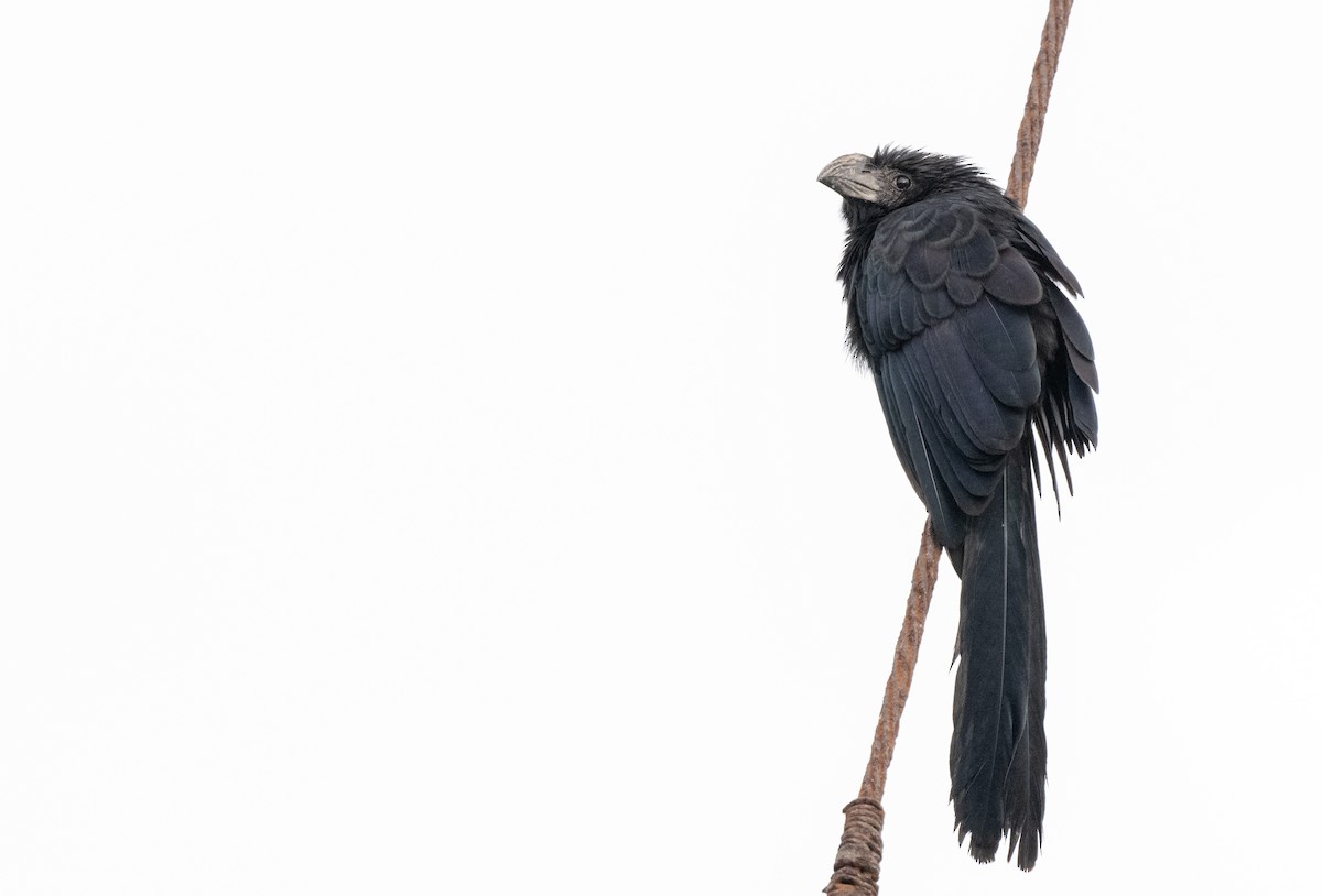 Garrapatero Asurcado - ML646238693