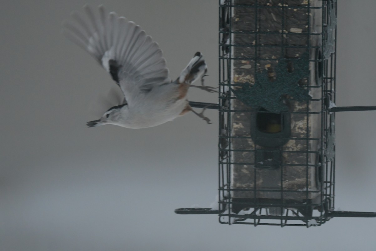 Trepador Pechiblanco (carolinensis) - ML646238694