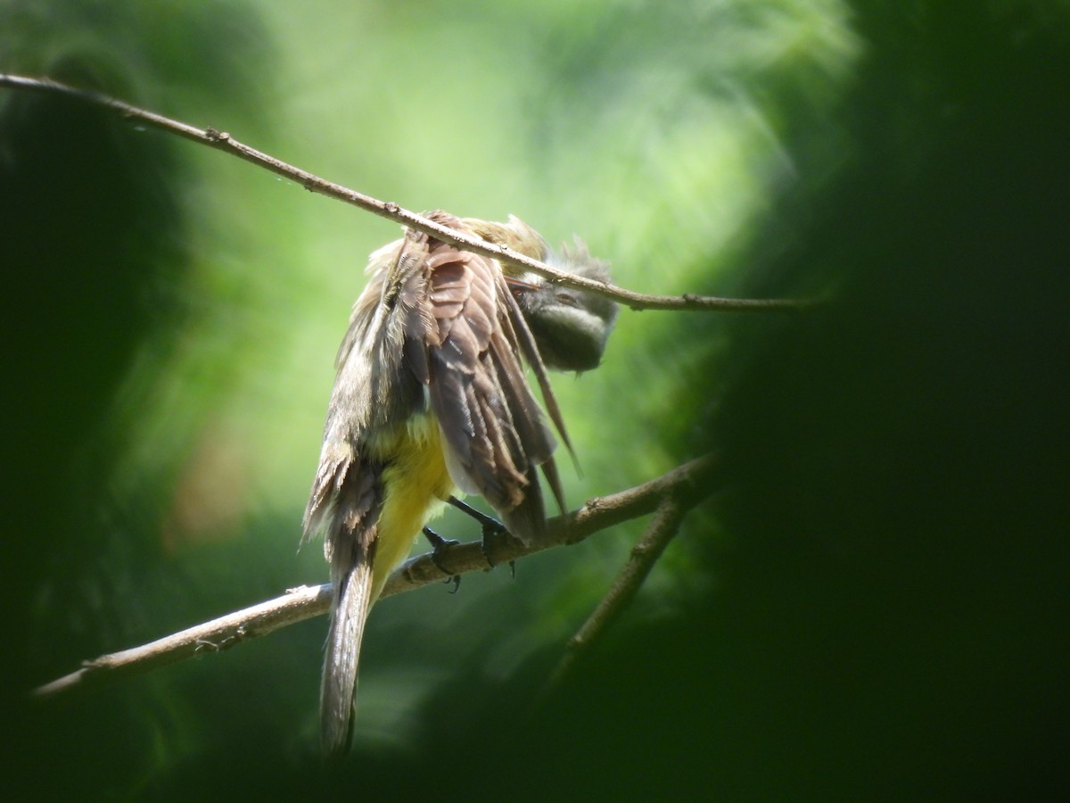 Bienteveo Sociable - ML646238695